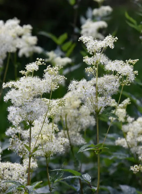 Meadowsweet (Filipendula ulmaria)
