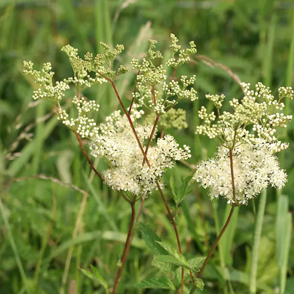 Meadowsweet (Filipendula ulmaria)