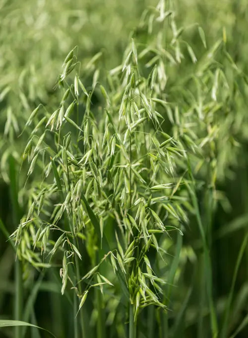 Oats, including milky oats and oatstraw (Avena sativa)