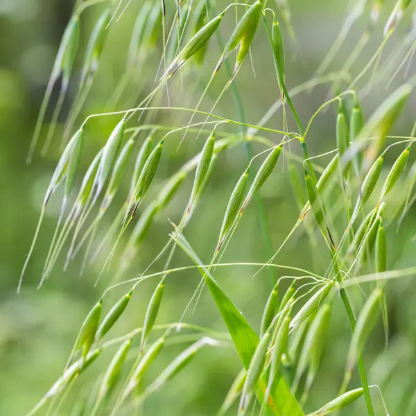 Oats, including milky oats and oatstraw (Avena sativa)