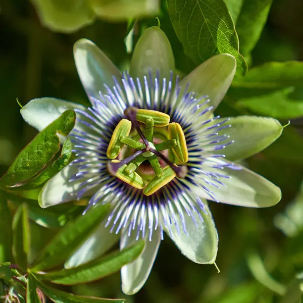 Passionflower (Passiflora incarnata)