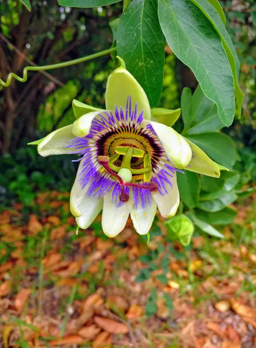 Passionflower (Passiflora incarnata)