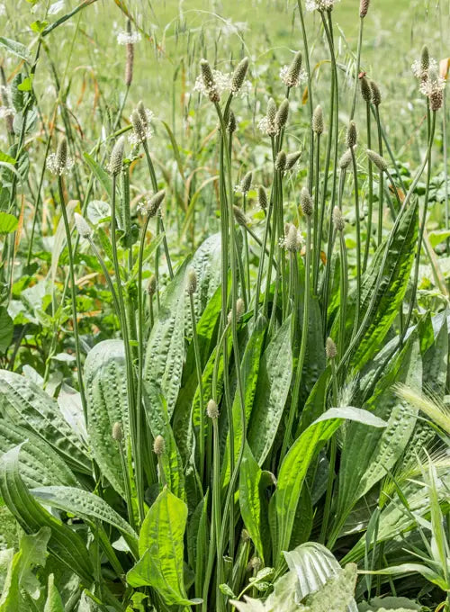 Plantain (Plantago spp.)