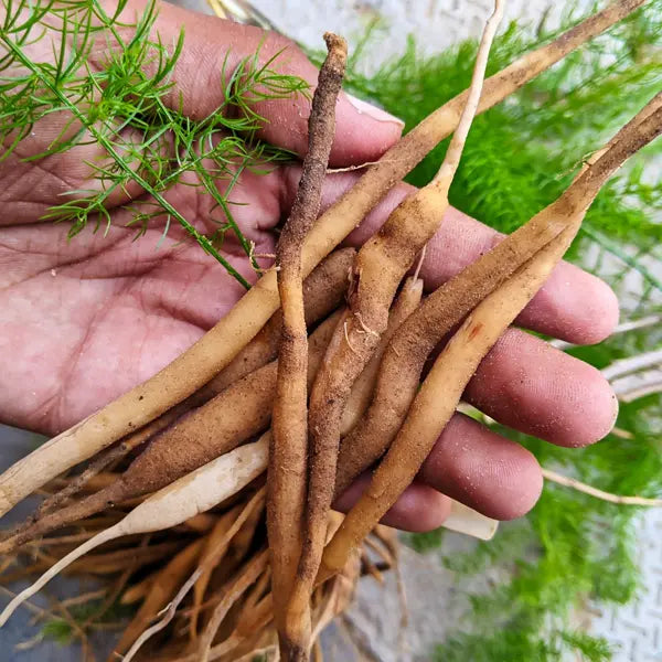 Shatavari (Asparagus racemosus)