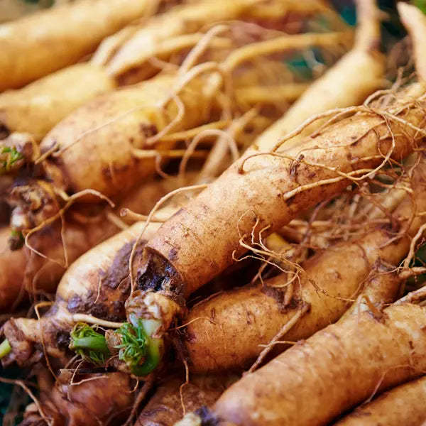 Siberian ginseng (Eleutherococcus senticosus)