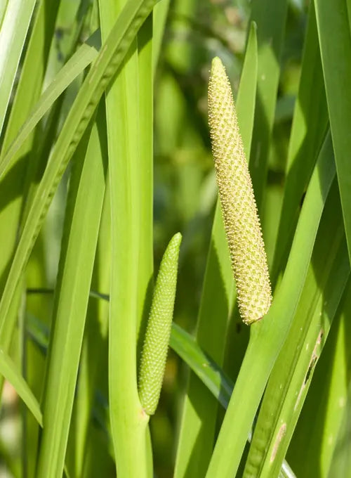 Sweet Flag Reed Sweet Flag (Acorus calamus) – Zen Maitri
