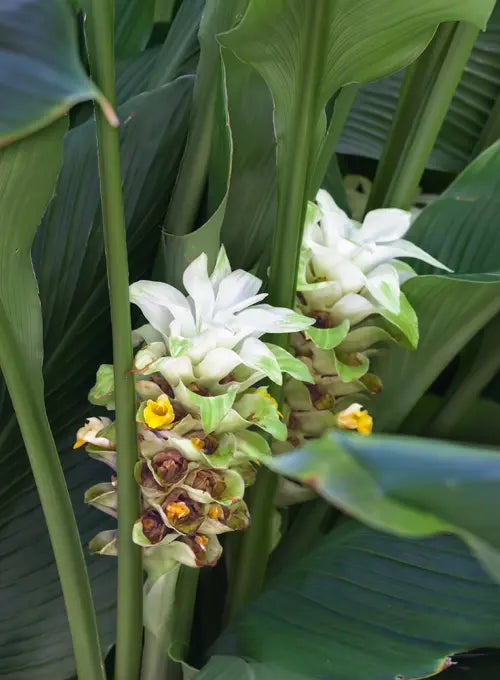Turmeric (Curcuma longa)