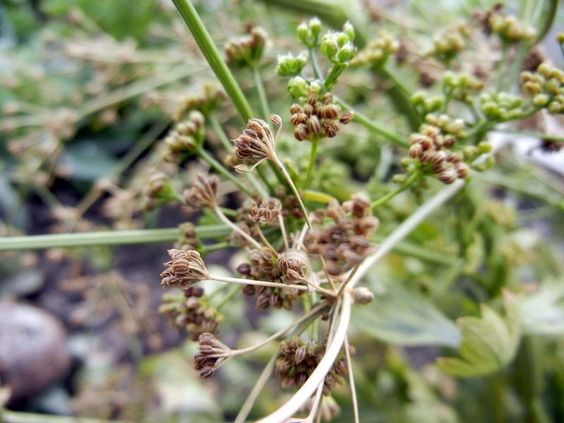 Celery Seed (Apium graveolens)