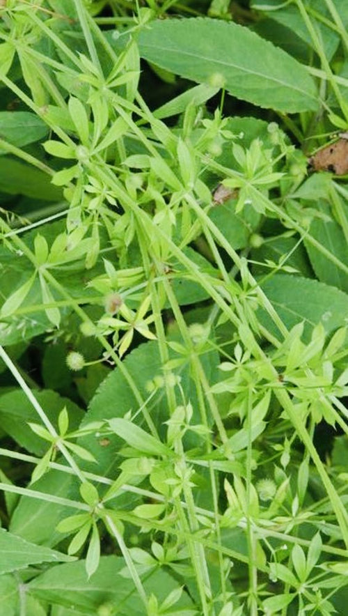 Left Image