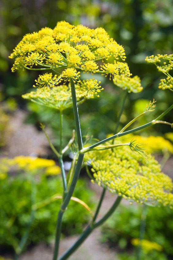 Fennel (Foeniculum vulgare)