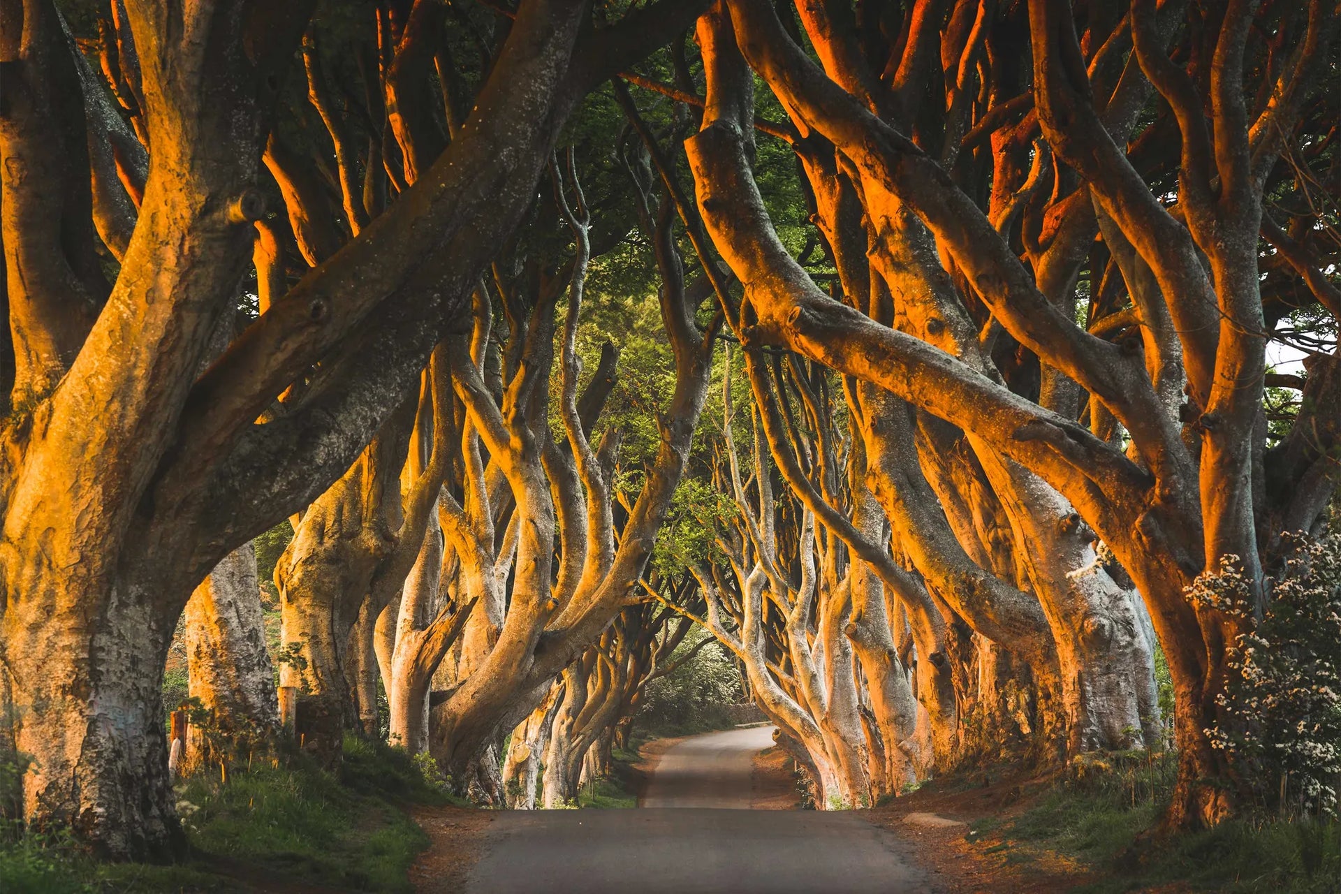 Winding road through a tunnel of large, twisted trees with a warm glow.