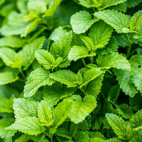 Lemon Balm