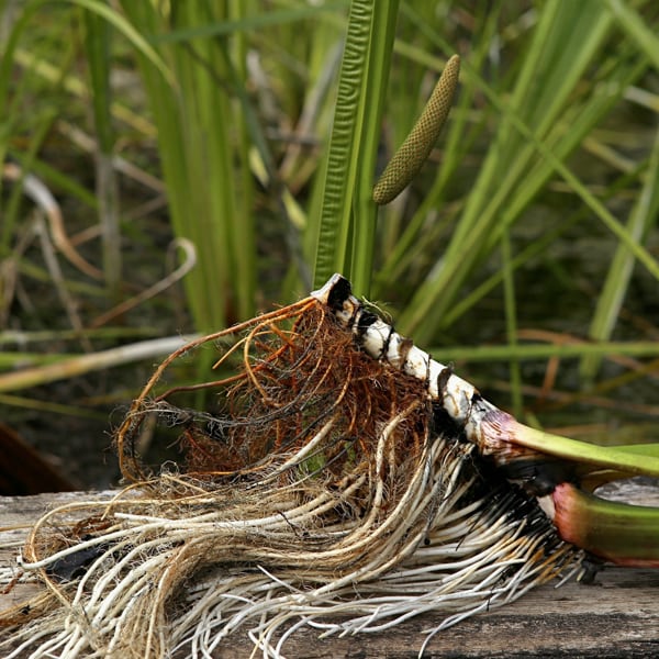 Sweet Flag Reed Sweet Flag (Acorus calamus) – Zen Maitri